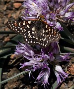 Allium siskiyouense - Siskiyou Onion  Checkerspot 2920